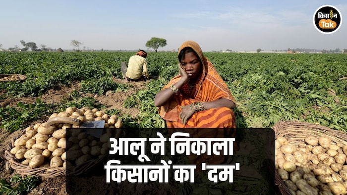 Potato Price Down