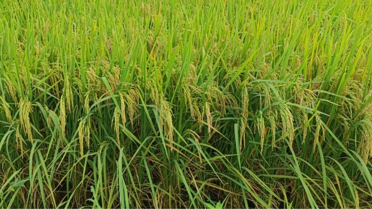 IRRI  की नई धान वैरायटी , फोटो सौजन्य: CRRI