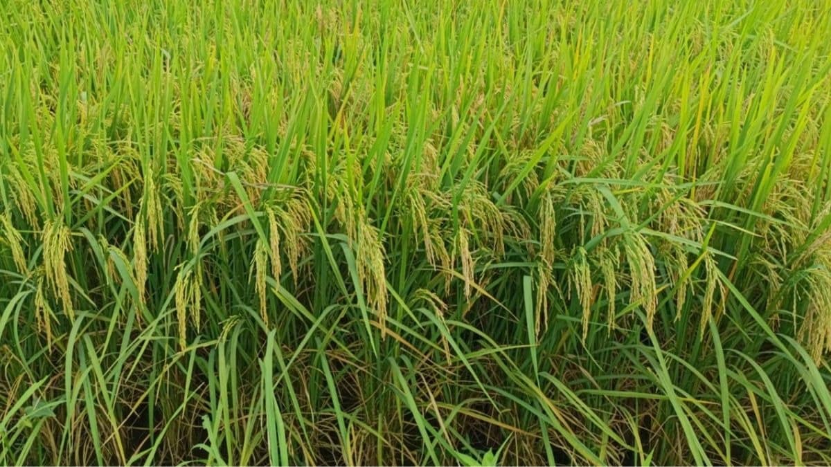 New rice varieties: सीधी बुवाई के लिए IRRI की नई खोज, दो नई धान वैरायटी से होगी बंपर पैदावार!