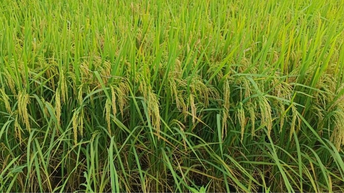 IRRI की नई धान वैरायटी , फोटो सौजन्य: CRRI