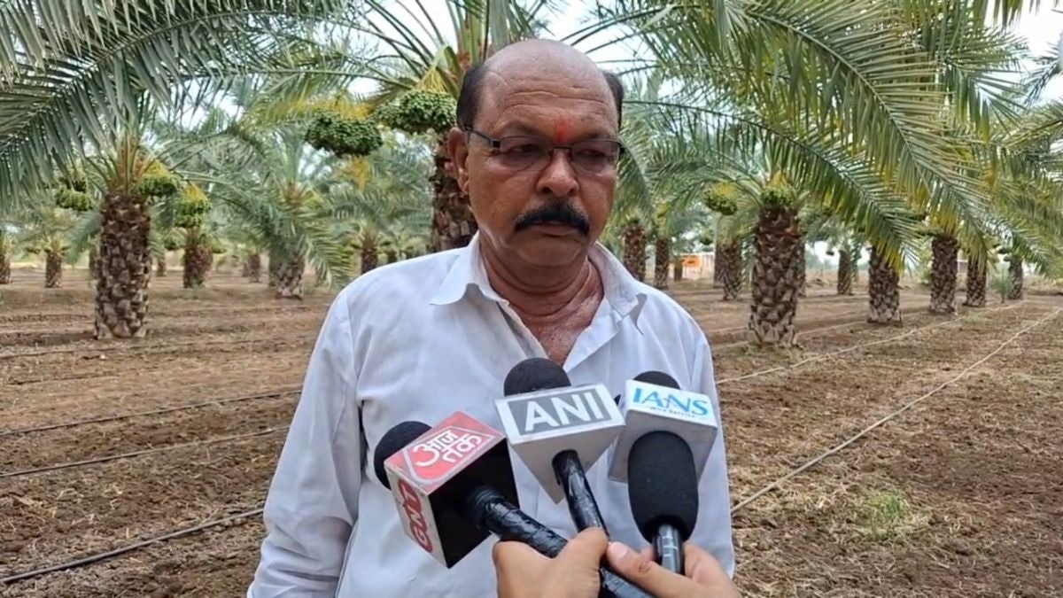 खजूर बाग से किसान को मिल रहा बड़ा मुनाफा