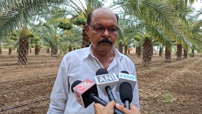 खजूर बाग से किसान को मिल रहा बड़ा मुनाफा