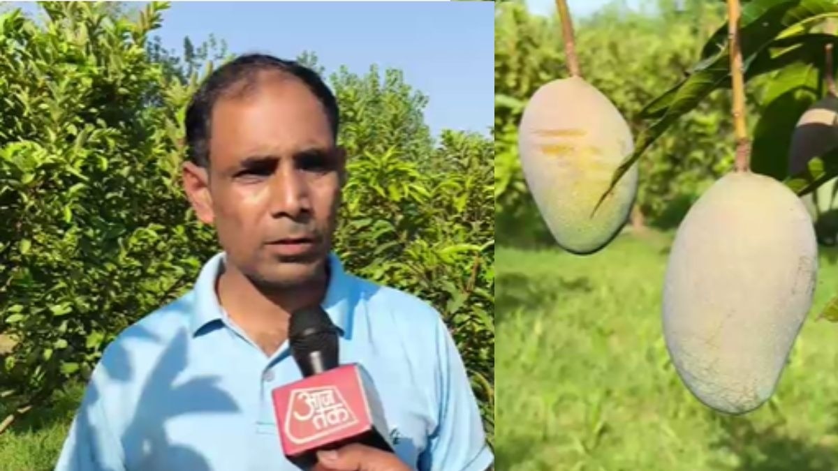 मियाजाकी आम
