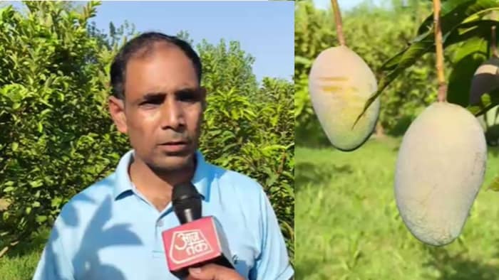 मियाजाकी आम