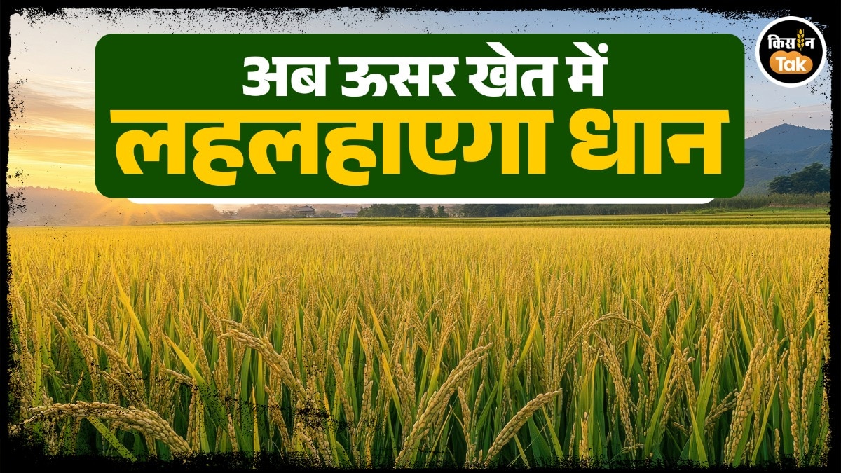 paddy farming in barren land
