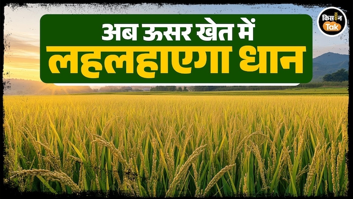 paddy farming in barren land
