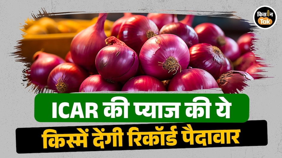 ICAR की नई प्याज किस्मों का कमाल: 324 क्विंटल/हेक्टेयर तक उपज, 6 महीने तक भंडारण और रोगों के प्रति बेहतर सहनशीलता ICAR की नई प्याज किस्मों का कमाल: 324 क्विंटल/हेक्टेयर तक उपज, 6 महीने तक भंडारण और रोगों के प्रति बेहतर सहनशीलता