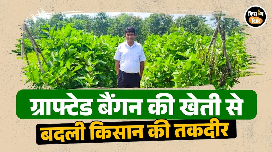 धान छोड़ ग्राफ्टेड बैंगन से रचा मुनाफे का रिकॉर्ड: महासमुंद के किसान ने प्रति एकड़ कमाए 6.5 लाख रुपये धान छोड़ ग्राफ्टेड बैंगन से रचा मुनाफे का रिकॉर्ड: महासमुंद के किसान ने प्रति एकड़ कमाए 6.5 लाख रुपये