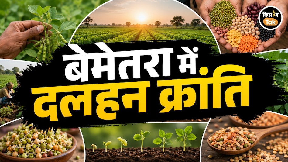 बेमेतरा में दलहन क्रांति: एक साल में चार गुना बढ़ा रकबा, किसानों को मिल रही रिकॉर्ड पैदावार बेमेतरा में दलहन क्रांति: एक साल में चार गुना बढ़ा रकबा, किसानों को मिल रही रिकॉर्ड पैदावार