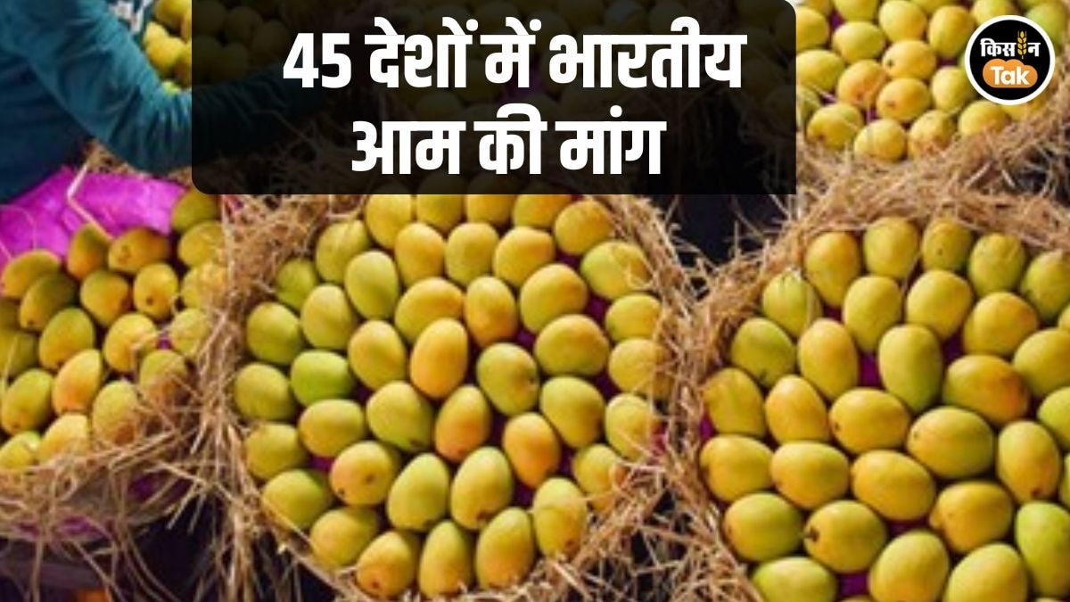 Mango Export