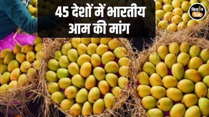 Mango Export