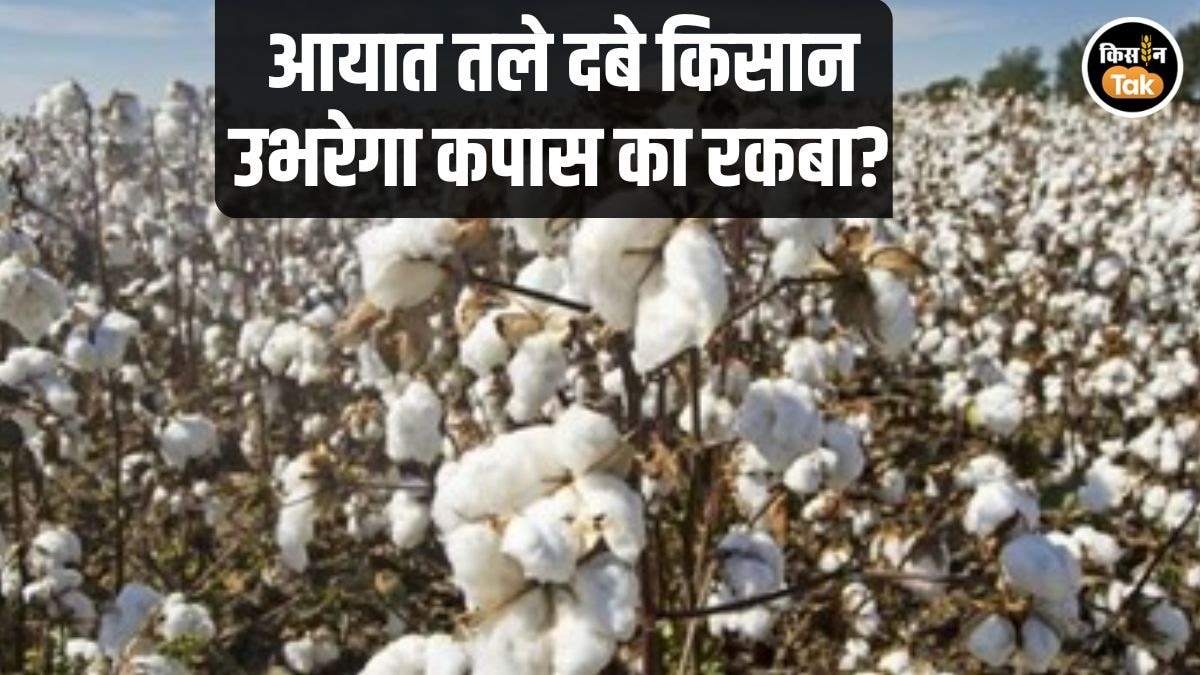 Cotton Area: जीरो ड्यूटी ने बिगाड़ा कपास का खेल! बुवाई में भारी गिरावट