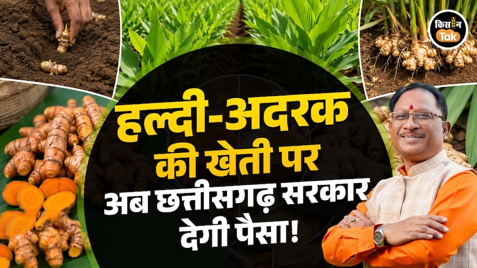 हल्दी-अदरक की खेती पर किसानों को मिलेगा 49,800 रुपये तक अनुदान, ‘पहले आओ-पहले पाओ’ के आधार पर मिलेगा लाभ हल्दी-अदरक की खेती पर किसानों को मिलेगा 49,800 रुपये तक अनुदान, ‘पहले आओ-पहले पाओ’ के आधार पर मिलेगा लाभ