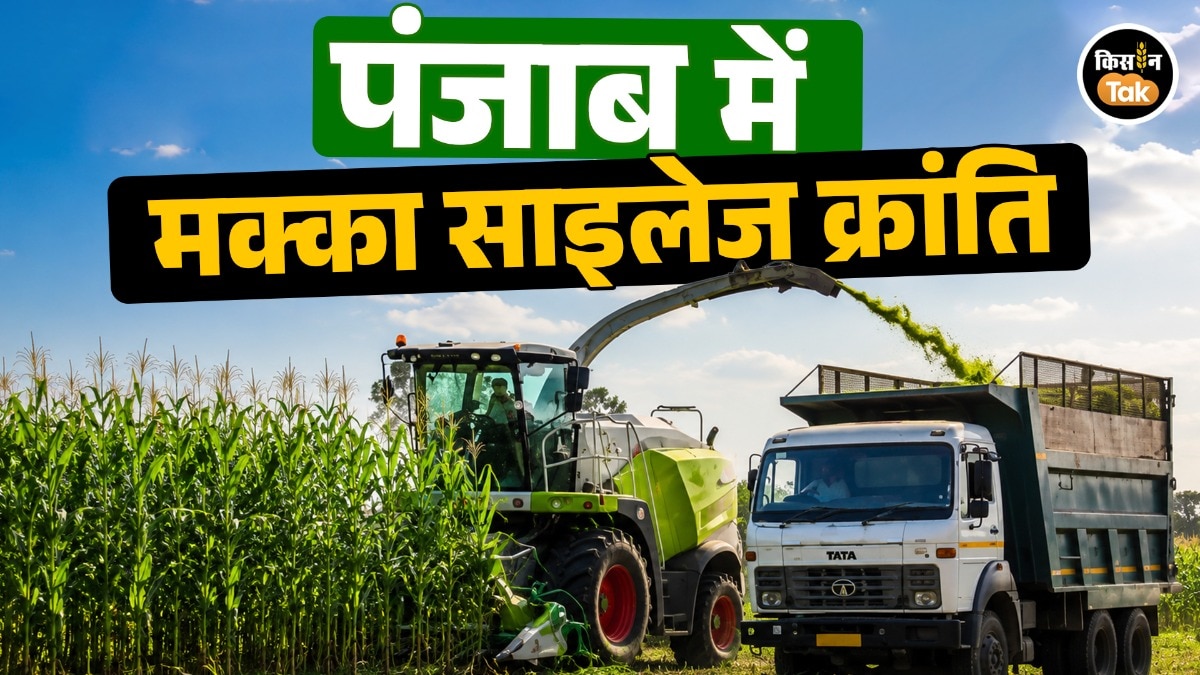 कमाई का नया ज़रिया बना मक्का साइलेज