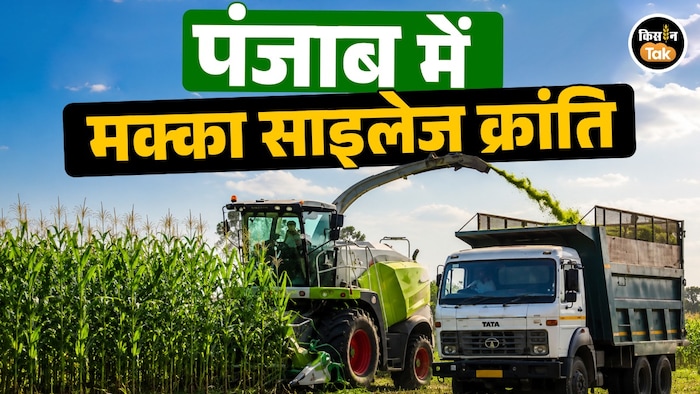 कमाई का नया ज़रिया बना मक्का साइलेज