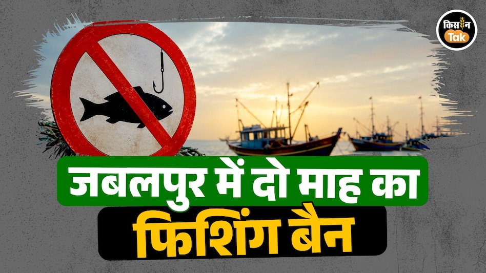 मछलियों के संरक्षण के लिए बड़ा फैसला: जबलपुर में 15 अगस्त तक फिशिंग पर पूर्ण प्रतिबंध मछलियों के संरक्षण के लिए बड़ा फैसला: जबलपुर में 15 अगस्त तक फिशिंग पर पूर्ण प्रतिबंध