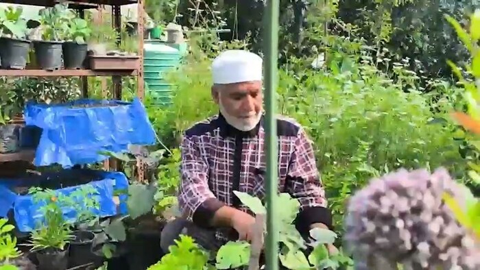 छत पर कर रहे केसर की खेती