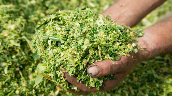 silage