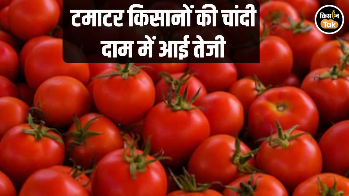 Tomato Price Surge