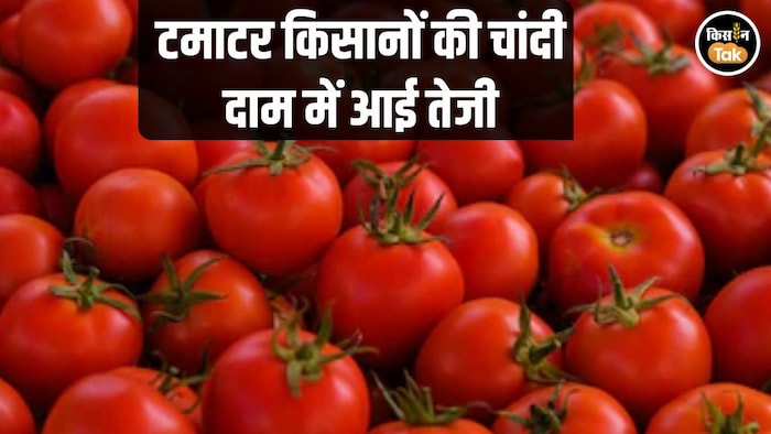 Tomato Price Surge