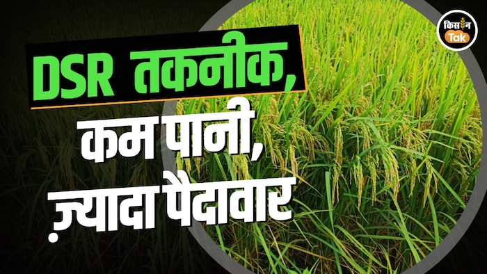 DSR technology paddy farming