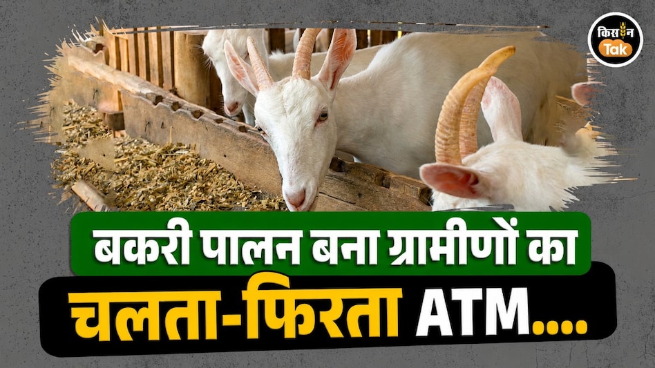 बकरी पालन बना ‘चलता-फिरता ATM’! 5 बकरियों से शुरू कर 185 तक पहुंचे रामलाल, आज हैं वनांचल के ‘गोट मैन’ बकरी पालन बना ‘चलता-फिरता ATM’! 5 बकरियों से शुरू कर 185 तक पहुंचे रामलाल, आज हैं वनांचल के ‘गोट मैन’