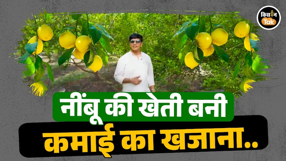 नींबू की खेती बनी कमाई का खजाना, जैविक खेती से किसान लखन यादव ने रचा सफलता का नया मॉडल नींबू की खेती बनी कमाई का खजाना, जैविक खेती से किसान लखन यादव ने रचा सफलता का नया मॉडल