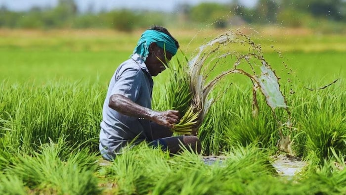 खरीफ फसलों का बीमा