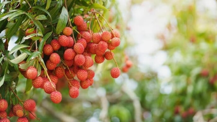 litchi export to italy