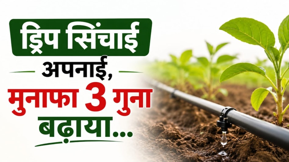 ड्रिप सिंचाई और मल्चिंग का कमाल: 1.20 हेक्टेयर में मिर्च-टमाटर की खेती से भगवानसिंह ने कमाए 3.40 लाख रुपये ड्रिप सिंचाई और मल्चिंग का कमाल: 1.20 हेक्टेयर में मिर्च-टमाटर की खेती से भगवानसिंह ने कमाए 3.40 लाख रुपये