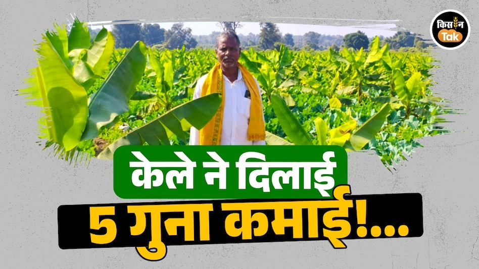 धान से नहीं मिली पहचान, केले की खेती ने बदली तकदीर; आदिवासी किसान अमृत सिंह की आय हुई पांच गुना धान से नहीं मिली पहचान, केले की खेती ने बदली तकदीर; आदिवासी किसान अमृत सिंह की आय हुई पांच गुना
