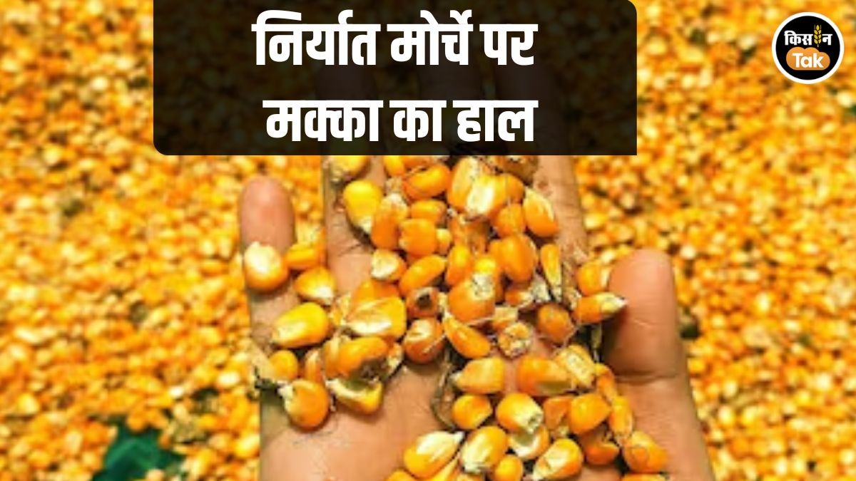 Maize Export 
