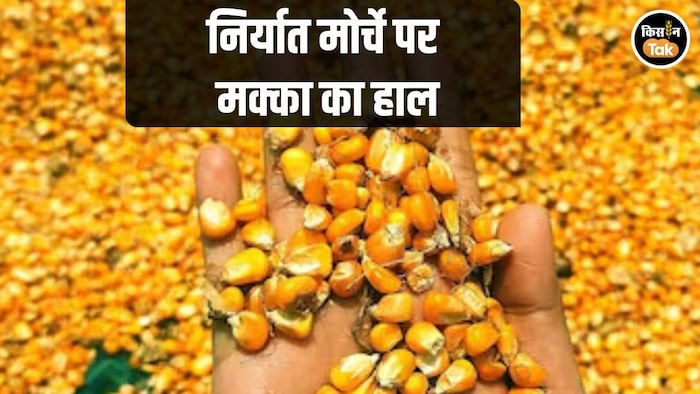 Maize Export