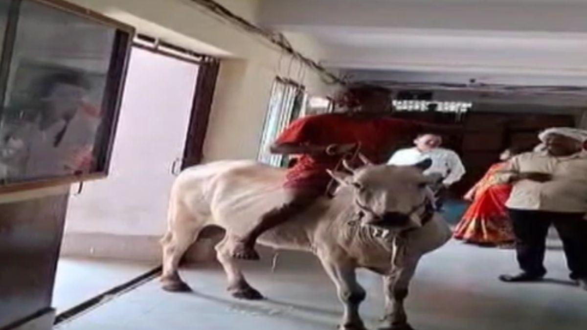 Chandrapur Farmer Riding Bull