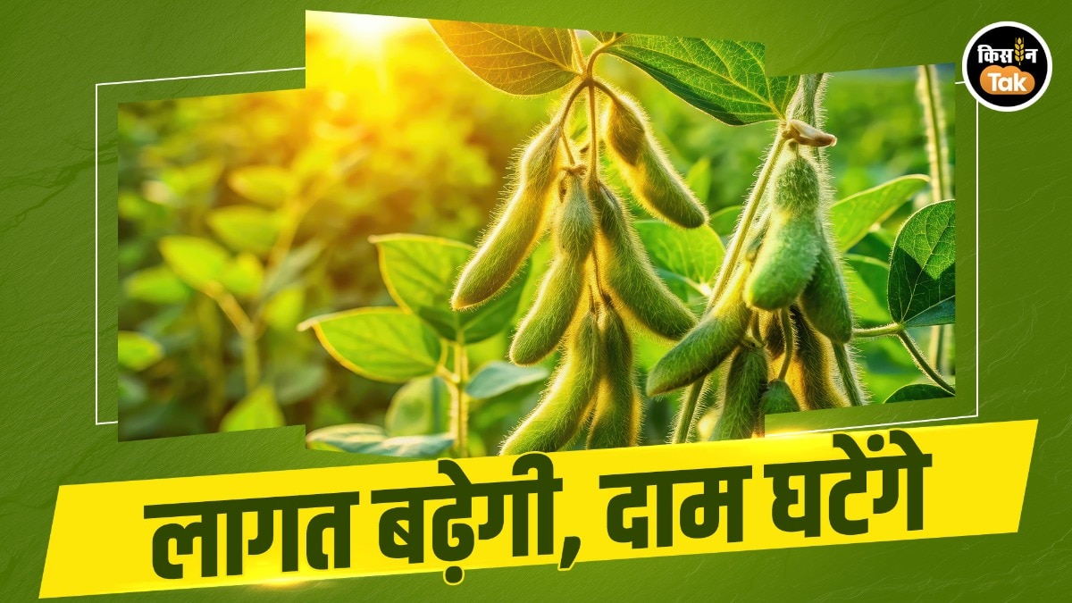 Soybean sowing decline India