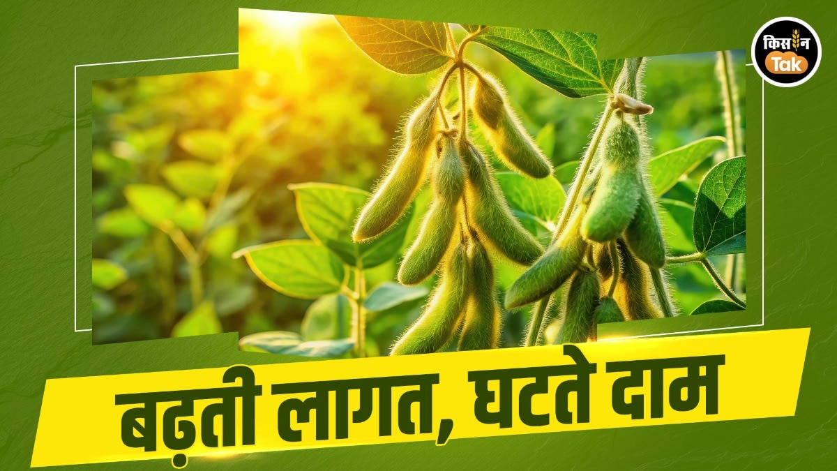 Soybean sowing decline India
