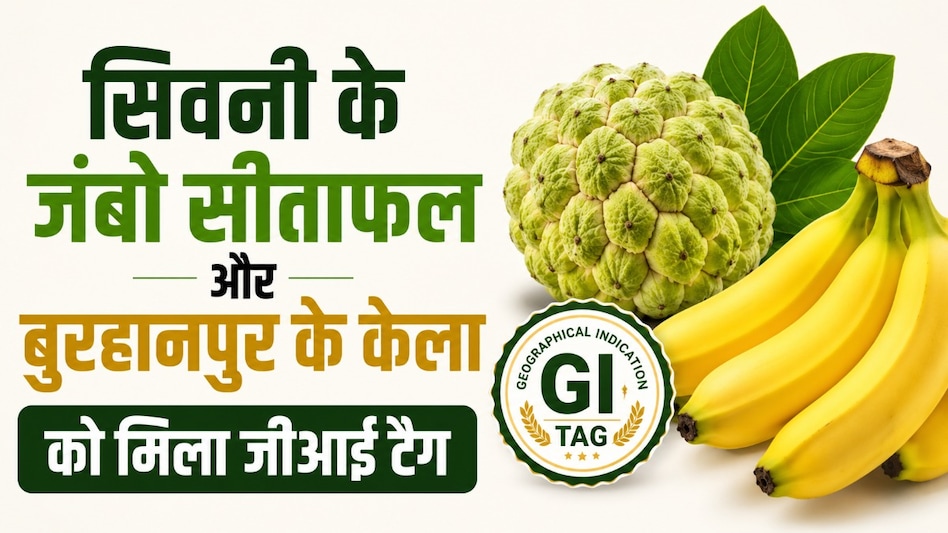 अब दुनिया पहचानेगी एमपी की खासियत: सिवनी जंबो सीताफल और बुरहानपुर केले को मिला जीआई टैग अब दुनिया पहचानेगी एमपी की खासियत: सिवनी जंबो सीताफल और बुरहानपुर केले को मिला जीआई टैग
