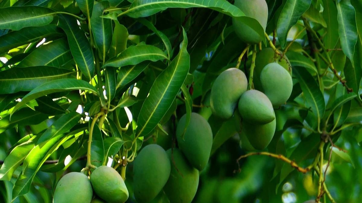 Mango export 