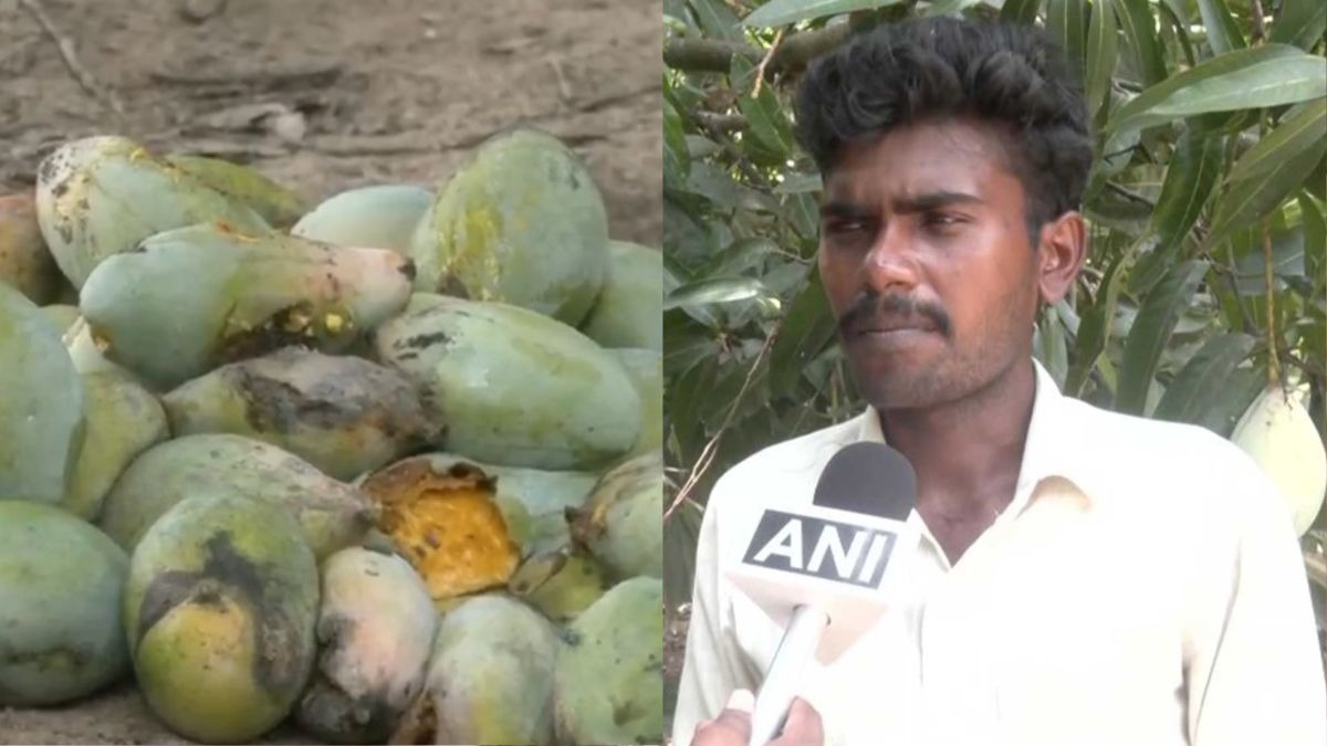 Mango Price Crash: 3 रुपये किलो पर सिमटा आम का भाव, किसानों ने पेड़ों पर सड़ने के लिए छोड़ी फसल