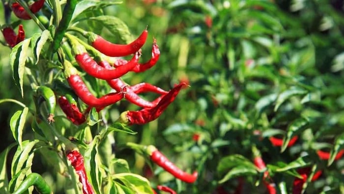 chilli farming acreage to increase