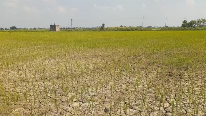 बारिश कम, अल नीनो का साया