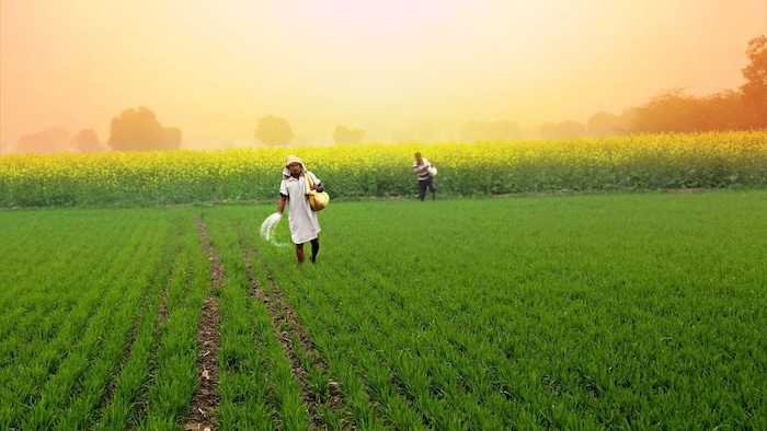 ग्रीन यूरिया से कम होगी आयात पर निर्भरता
