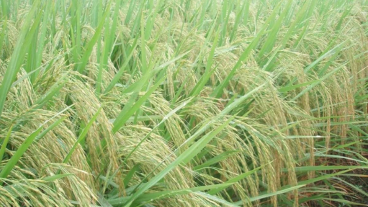 कम बारिश में फसल बचाने के स्मार्ट तरीके