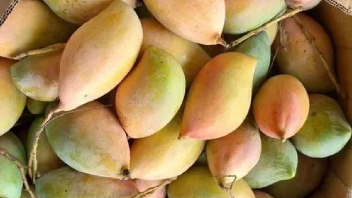 तोतापुरी आम