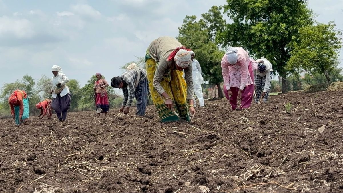 25 दिन बाद आई बारिश, खेतों में फिर दिखी रौनक