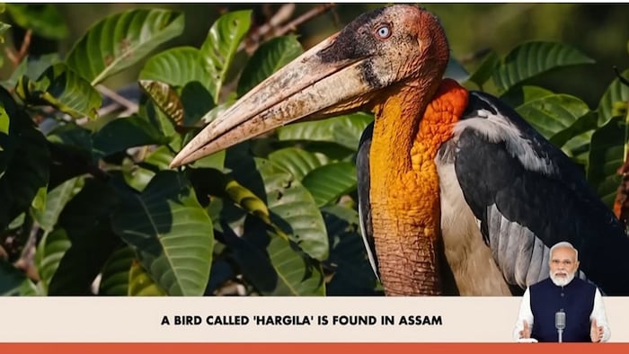 Hargila Army