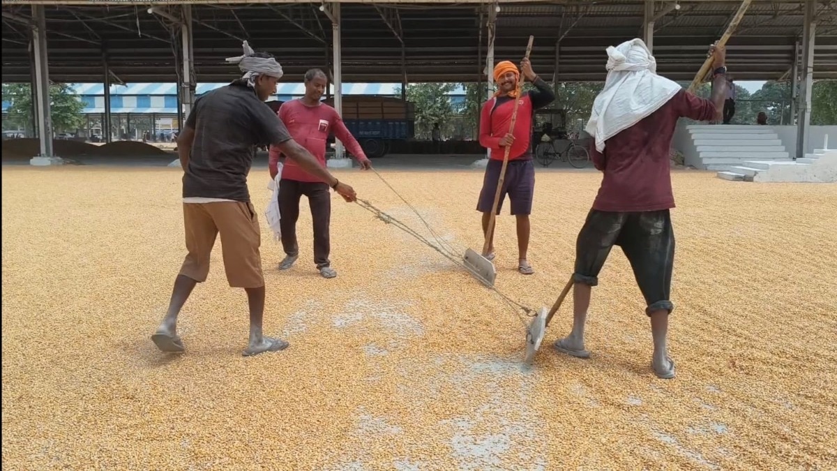 Haryana Maize MSP