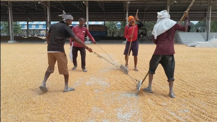 Haryana Maize MSP
