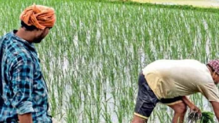 खरीफ फसलों की बुवाई 23% पिछड़ी