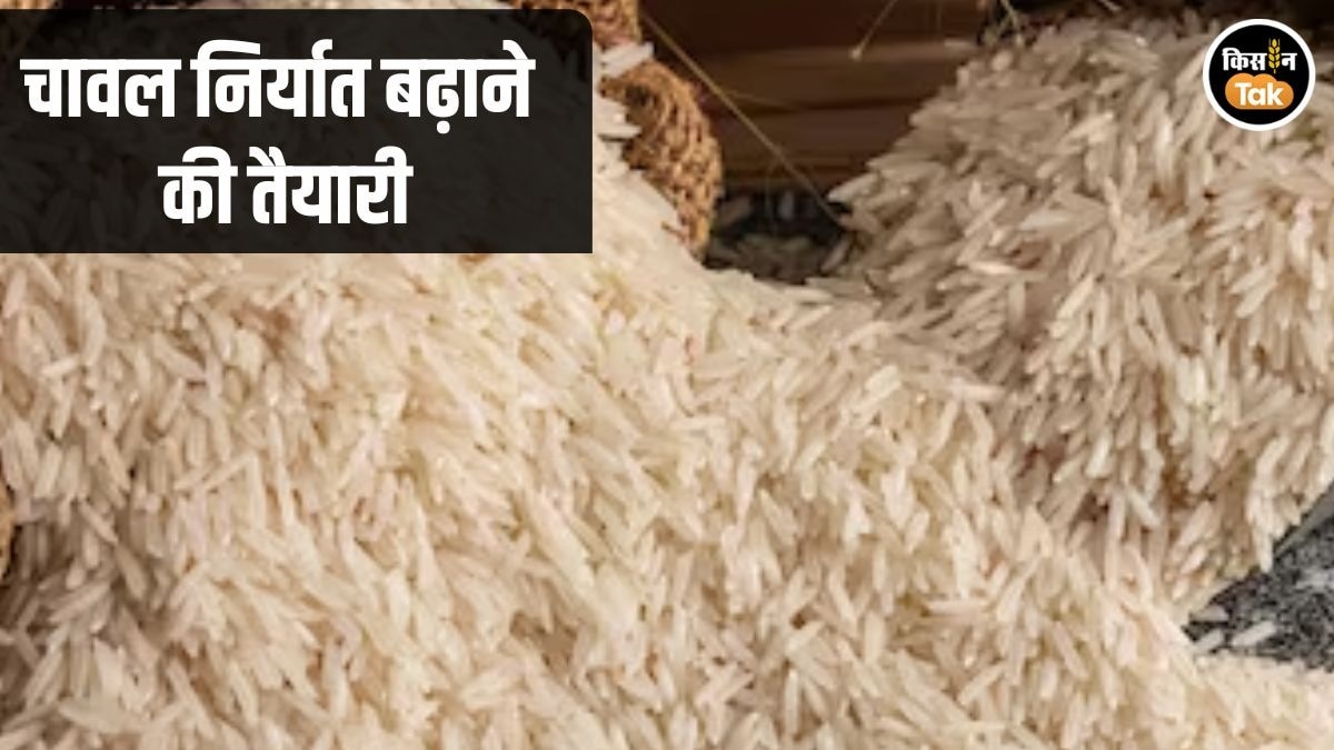 Rice Export Policy